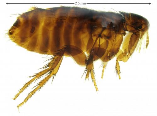 Réf. 243 685 : Megabothris turbidus
